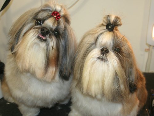 Fryzury shih tzu